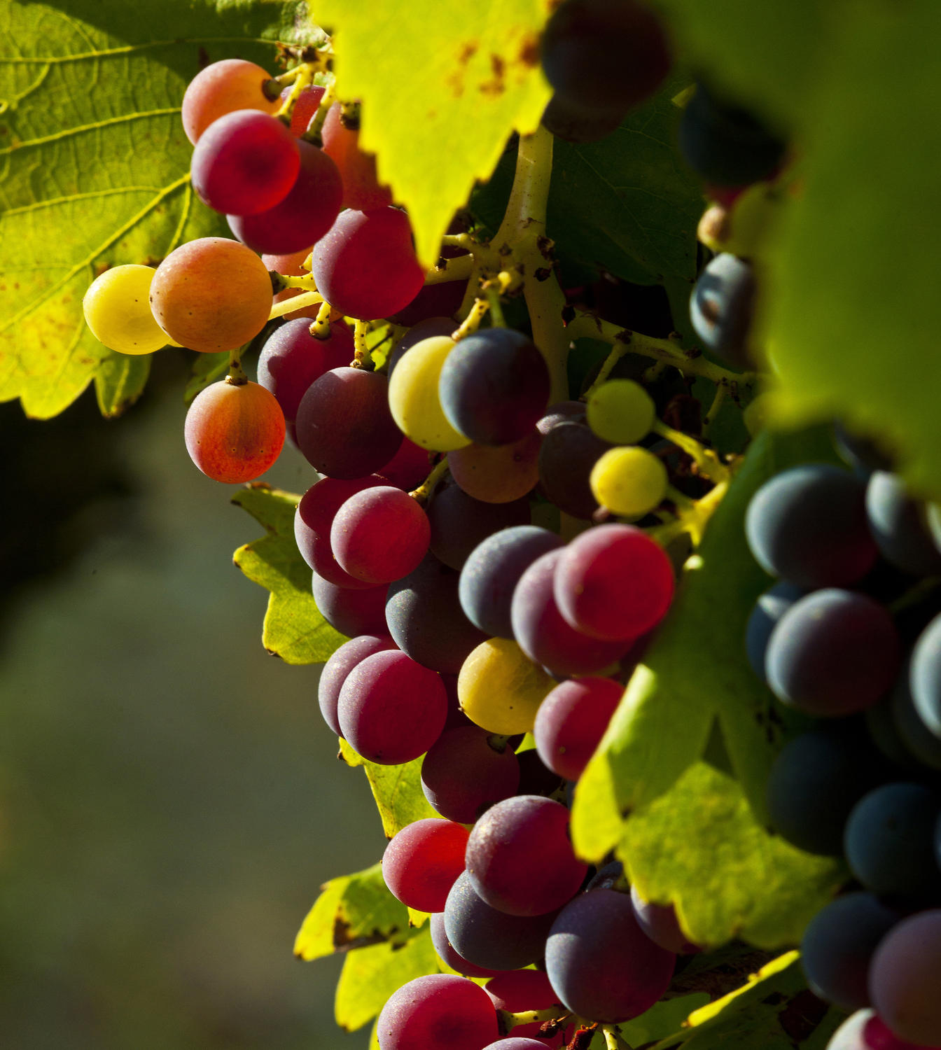 Gestion parcellaire - Respect de la maturité des raisins