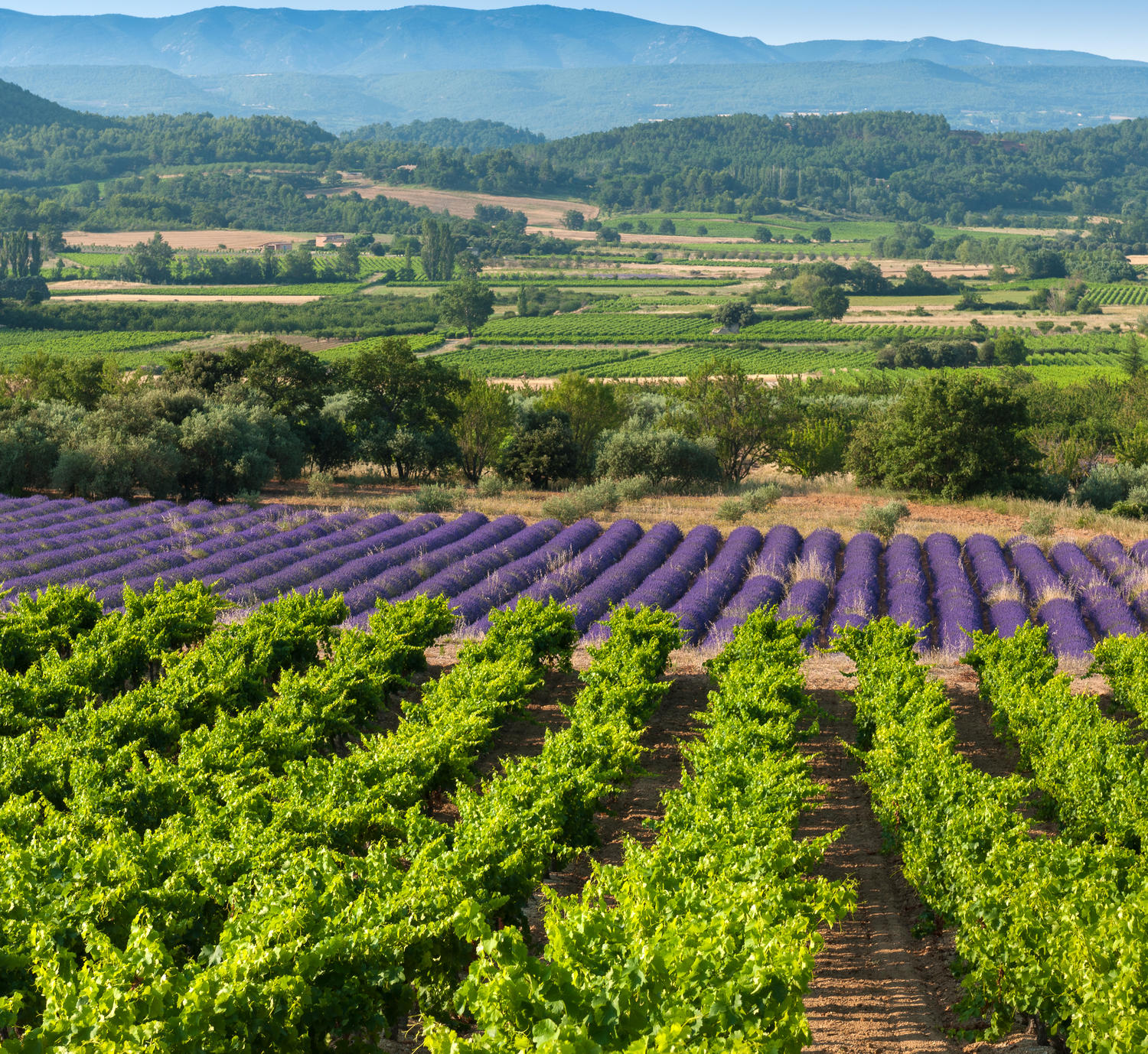 Situation géographique du vignoble Sylla